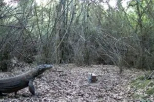 Waspada! Komodo Masuk Permukiman Warga, BBKSDA NTT Lakukan Pemantauan Intensif