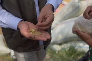 Bulog Sumut Nyatakan Penyerapan Gabah dari Petani Turun Seiring Kenaikan Harga