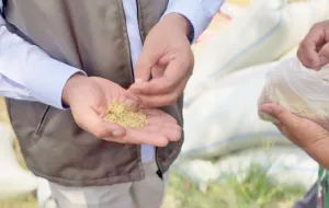 Bulog Sumut: Penyerapan Gabah Dari Petani Turun Seiring Kenaikan Harga