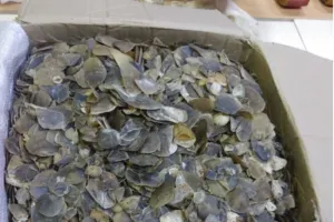 Kementerian Kehutanan Gagalkan Perdagangan 22 Kg Sisik Trenggiling di Medan