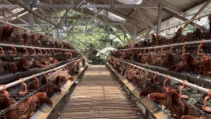 Kendalikan Fluktuasi Harga Ayam, Kementan Dorong Asosiasi Jaga Stablitas Harga di Tingkat Peternak