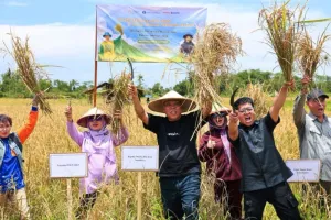 Kolaborasi Otorita IKN dan IPB Hasilkan Panen Padi Gogo 20 Hektare di Nusantara