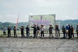 Pemkab Ciamis Perluas Tanam Padi Organik, Hasil Bisa Capai 9 Ton per Hektare
