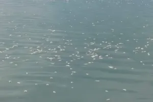 Zona Pelestarian Digencarkan, Pemkab Siap Selamatkan Danau Maninjau dari Pencemaran