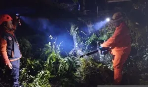 Akses Bandung-Cianjur Tertutup Pohon Tumbang, Petugas Gabungan Lakukan Evakuasi Cepat