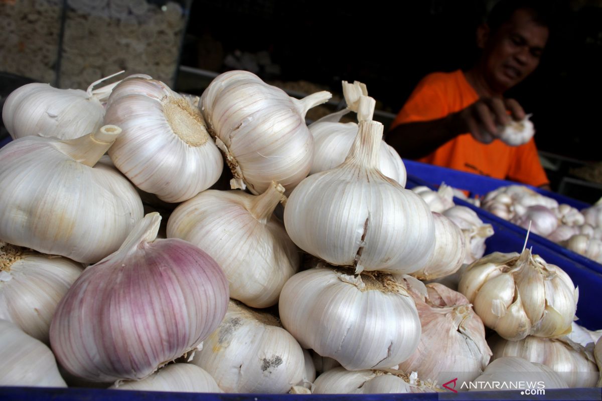 Bawang Putih Bangkit! Penguatan Benih Jadi Senjata Utama