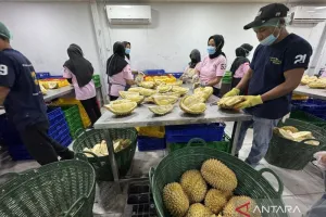 Kadin Parimo Targetkan Transformasi Ekonomi Sulteng Lewat Industri Durian 5 Tahun ke Depan
