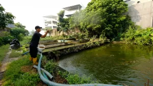 MBG Turut  Tingkatkan Permintaan Ikan Konsumsi di Daerah