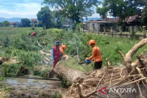 Pendataan Pohon yang Tumbang karena Cuaca Ekstrem di Lima Desa di Haurwangi Cianjur