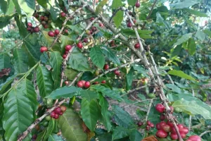 Dari Lahan Desa ke Cerita Ekonomi Baru: Kopi Jadi Tumpuan di Penyangga Mandalika
