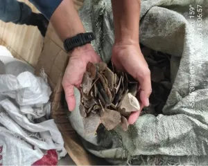 Gakkum Kemenhut Berhasil Bongkar Dugaan Jaringan Internasional Penyundupan Sisik Trenggiling