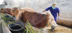 Jelang Idul Adha, Sudin KPKP Jakut Periksa Kesehatan Sapi Warga di Rorotan 