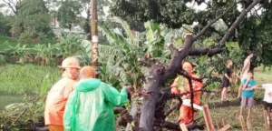 Pemkot Jaktim Evakuasi Belasan Pohon Tumbang Akibat Hujan dan Angin Kencang