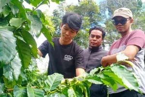 Pengelola Geopark Rinjani Dorong Kopi Lokal Jadi Tujuan Wisata Pendaki
