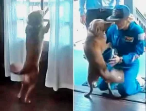 Astronot Artemis II Christina Koch Menerima Sambutan Hangat dari Anjing Peliharaannya Setelah Berpisah Sembilan Hari