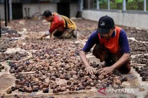 Gambir Sumbar Tak Mau Lagi Dilego Murah! Kementan–BUMN Siapkan Lompatan Besar