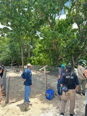 Jaga Ekosistem Laut: KKP Dukung Upaya Perlindungan Penyu di Belitong UNESCO Global Geopark