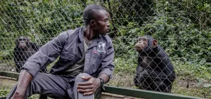 Konflik Berdarah Simpanse di Afrika Ungkap Akar Alami Kekerasan Manusia