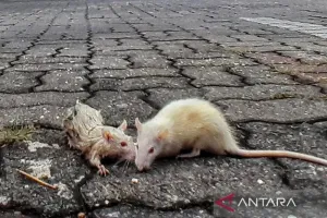 Waspada! BRIN Ingatkan Potensi Kembalinya Wabah Pes di Indonesia