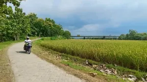 BMKG Sebut Kemarau 2026 Berisiko Ganggu Pangan Nasional