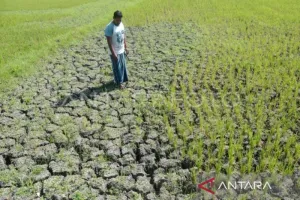BMKG: Sulawesi Tenggara Masuki Musim Kemarau Secara Bertahap Juni–Agustus 2026