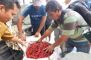 Cabai Merah Asal Karo Tembus Pasar Kalimantan Tengah