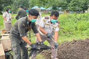 Pemusnahan Ratusan Ekor Ayam Ilegal dari Filipina