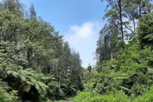 Penelitian Tanaman Zaman Prasejarah di Geopark Ijen
