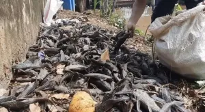 BRIN Sebut Ledakan Populasi Ikan Sapu-sapu Ancam Ekosistem Perairan Jakarta