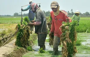 Cuaca Ekstrem Melanda Bekasi, Petani Diminta Ubah Pola Tanam demi Jaga Ketahanan Pangan