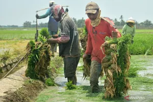 Pemkab Bekasi Dorong Petani Adaptif, Cuaca Ekstrem Tak Bisa Diabaikan