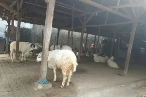 Program Bantuan Ternak Digenjot, Pemkab Lebak Kejar Mimpi Swasembada Daging Domba