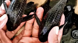 Pakar Ungkap Pengendalian Ikan Sapu-sapu di Jakarta Perlu Strategi Terpadu  