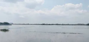 278 Hektare Padi Alami Puso Akibat Tergenang Banjir, Pemkab Demak Pastikan Beri Bantuan ke Petani