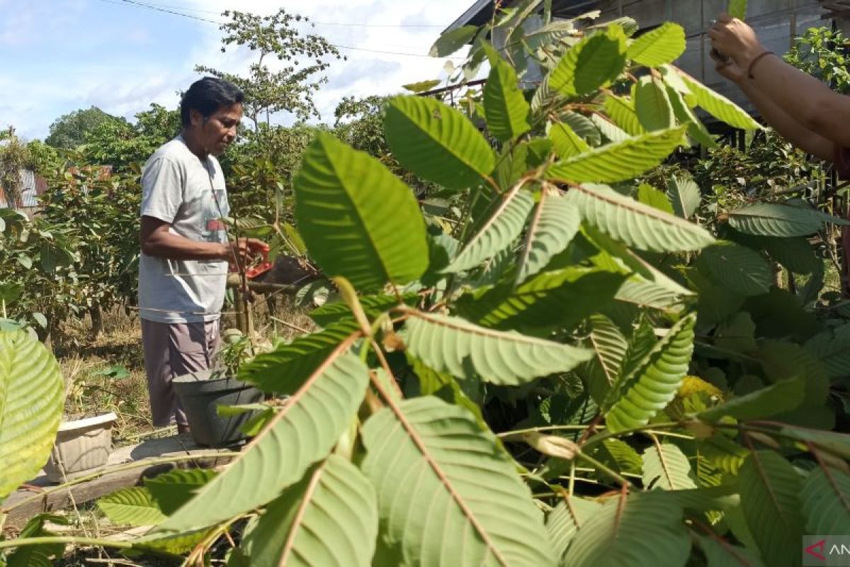 Ekspor Daun Kratom dari Kukar Tembus Ratusan Ton Tiap Bulan