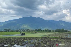 Kejar Swasembada, Garut Genjot Produksi Padi Secara Agresif