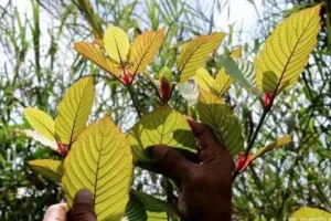Kukar Jadi Pemasok Kratom Dunia, Ekspor Capai Ratusan Ton Tiap Bulan