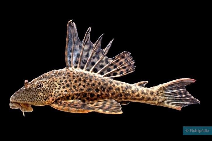 Manfaat Ikan Sapu-Sapu dan Kandungan Gizinya