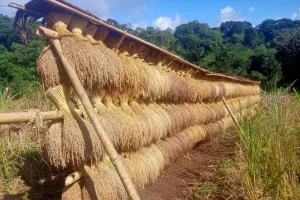 Di Balik Bulir Padi Huma, Tersimpan Syukur Masyarakat Badui