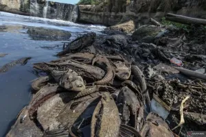 Dinas Pangan dan Peternakan Kaji Populasi Ikan Sapu-sapu di Sejumlah Sungai di Kota Bandung