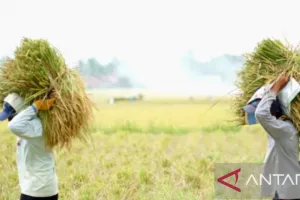 Dinas Pertanian Karawang Nyatakan Harga Gabah Kering Panen Tingkat Petani Baik