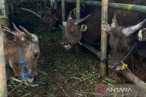 Inspeksi Penampungan Hewan Kurban di Jakbar Menjelang Idul Adha