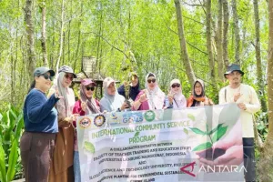 Kolaborasi Melestarikan Ekosistem Mangrove di Pulau Curiak