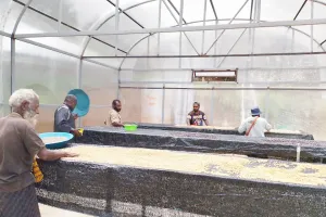 Kopi Lanny Jaya Siap Guncang Pasar Nasional, Intip Fasilitas Canggih dari PLN yang Bikin Petani Untung Besar
