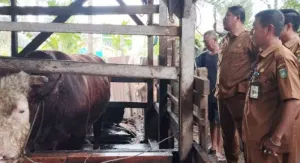 Sapi Bantuan Kurban Presiden Prabowo untuk Masyarakat Riau Mulai Diseleksi Pemprov