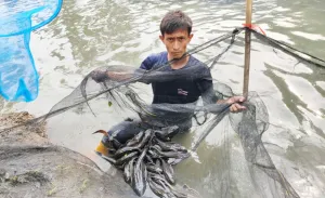 Sudin KPKP Jakbar Petakan Titik Pembasmian Ikan Sapu-sapu