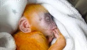 BKSDA Bali Evakuasi Elang Tikus dan bayi Lutung Jawa dari Warga