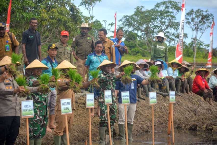 Memperkuat Ketahanan Pangan dan Menekan Angka Stunting dengan Menanam Padi Biofortifikasi? — INDONESIA — ERYU PROJECT