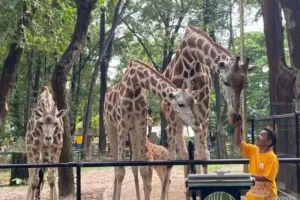 Taman Margasatwa Ragunan Terapkan Prinsip Lima Kebebasan dalam Perawatan Satwa