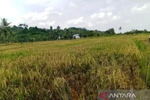 Berau Gerak Cepat Lindungi Pertanian dari Dampak Kemarau untuk Produksi Tetap Optimal